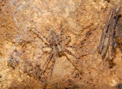 Rothus aethiopicus