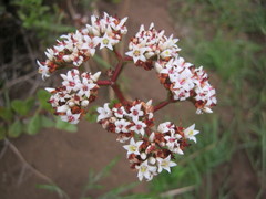 Crassula rubricaulis