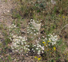 Symphyotrichum porteri
