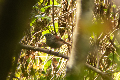 Cryptospiza reichenovii