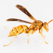 Yellow Paper Wasp - Photo (c) Lee Hoy, some rights reserved (CC BY-NC-ND), uploaded by Lee Hoy