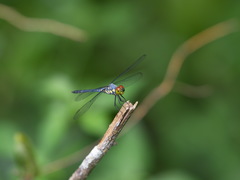 Chalcostephia flavifrons