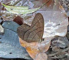 Pierella lamia chalybaea