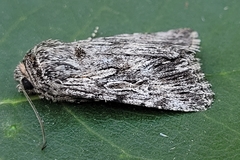 Sympistis poliochroa