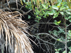 Cercopithecus mitis erythrarchus