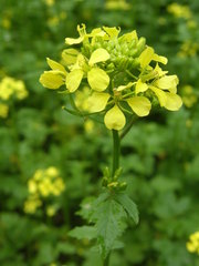 Brassicaceae