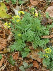 Brassicaceae