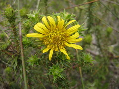 Cullumia carlinoides