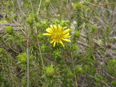 Cullumia carlinoides