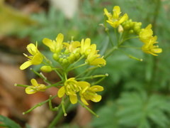 Brassicaceae