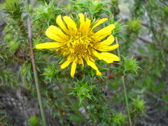 Cullumia carlinoides