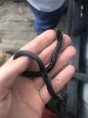 Erythrolamprus pygmaeus