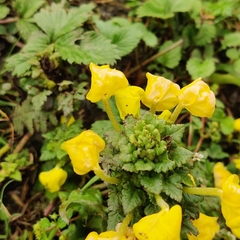 Pedicularis hoffmeisteri