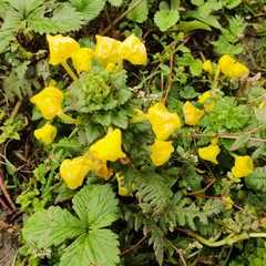 Pedicularis hoffmeisteri