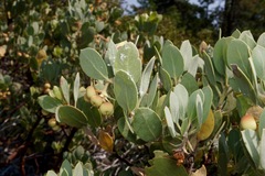 Arctostaphylos canescens sonomensis