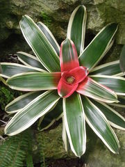 Bromeliaceae