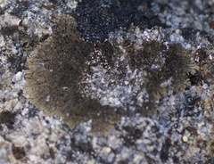 Tingiopsidium elaeinum