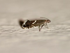 Glyphipterix gianelliella