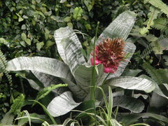 Bromeliaceae