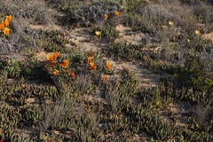 Cephalophyllum inaequale