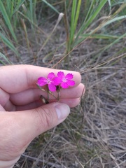 Dianthus borbasii