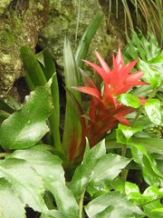 Bromeliaceae