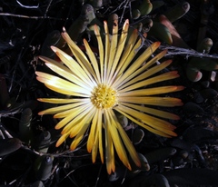 Cephalophyllum inaequale