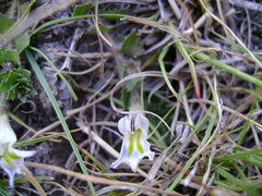 Lobelia thermalis