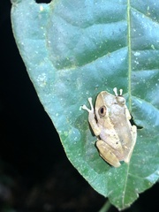 Rio Coca Robber Frog photo 3