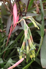 Bromeliaceae