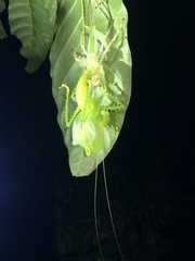 Panacanthus cuspidatus