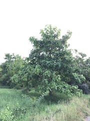 Paulownia tomentosa