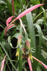 Bromeliaceae