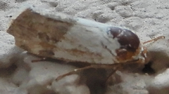 Ponometia elegantula