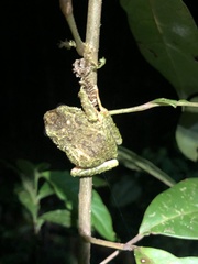 Pristimantis katoptroides