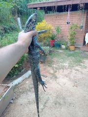 Salvator merianae merianae