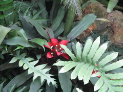 Bromeliaceae