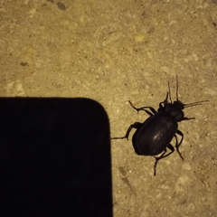 Calosoma maderae