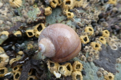 Cryptonatica aleutica