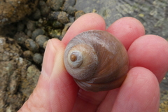 Cryptonatica aleutica