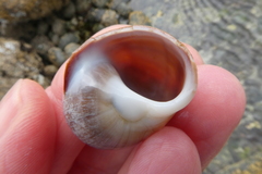 Cryptonatica aleutica