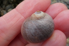 Cryptonatica aleutica