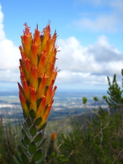 Mimetes pauciflorus