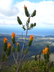 Mimetes pauciflorus