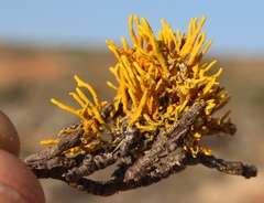 Dufourea flammea