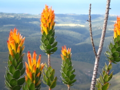 Mimetes pauciflorus