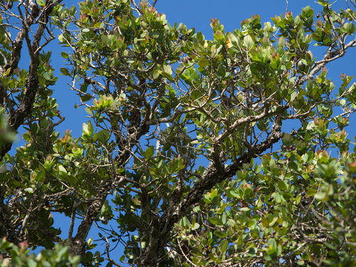 Yellow-rumped Tinkerbird (Pogoniulus bilineatus), photo 5