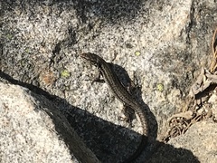 Podarcis muralis