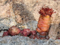 Crassula barklyi