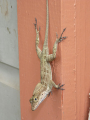 Anolis cristatellus wileyae
